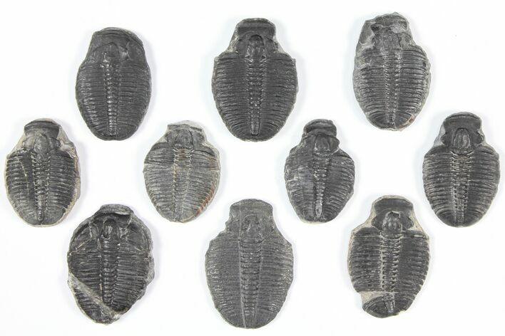 Lot: Elrathia Trilobite Molt Fossils - Pieces #92115